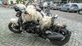 Sheepskin-motorbike.jpg