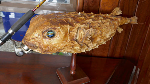 Boxfish-dried-skin.jpg