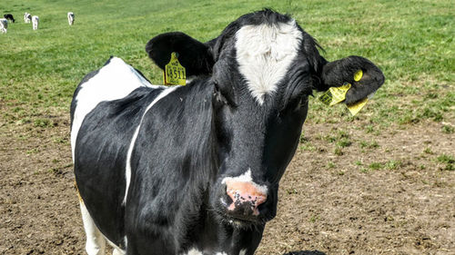 Ear tag marking cattle.jpg