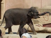 Elefant-06.jpg