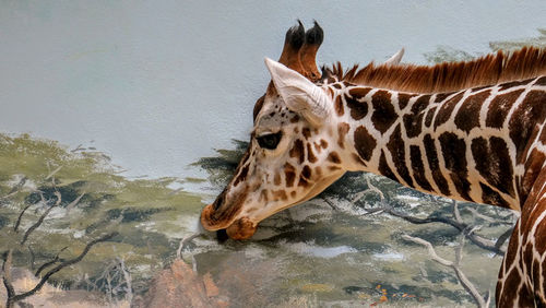Giraffe-03.jpg