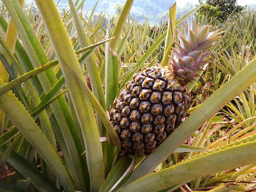 Pineapple-Morea-01.jpg