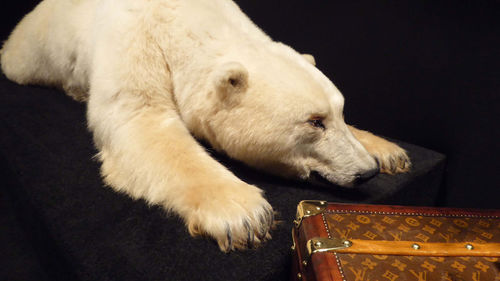 Polar bear-stuffed.jpg