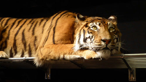 Tiger-stuffed.jpg.jpg