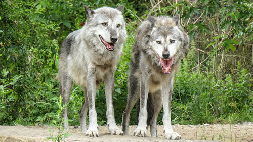 Wolf-fur.jpg