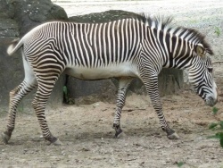 Zebra-01.jpg