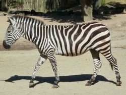 Zebra-02.jpg